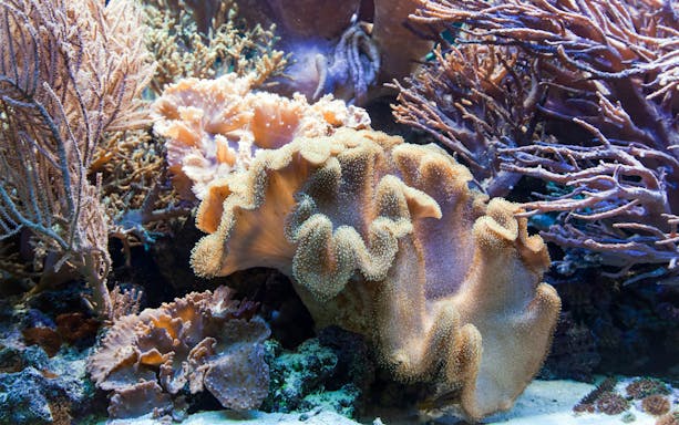 Coral reef scene with diverse marine life, part of Red River Tours' 3 Island Hopping Tour.