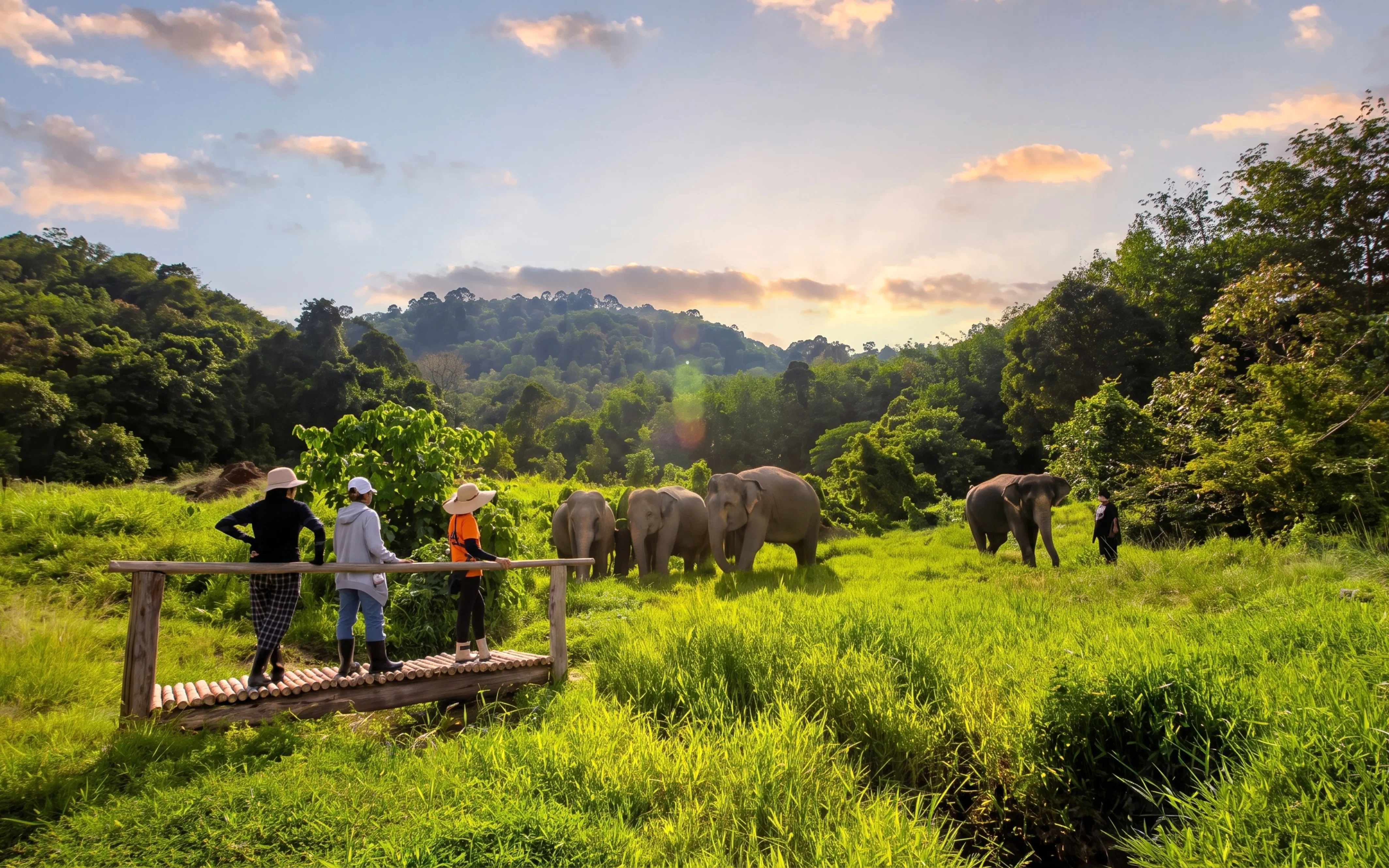 Visitors on a wooden bridge watching elephants in a grassy field, Phuket nature park.