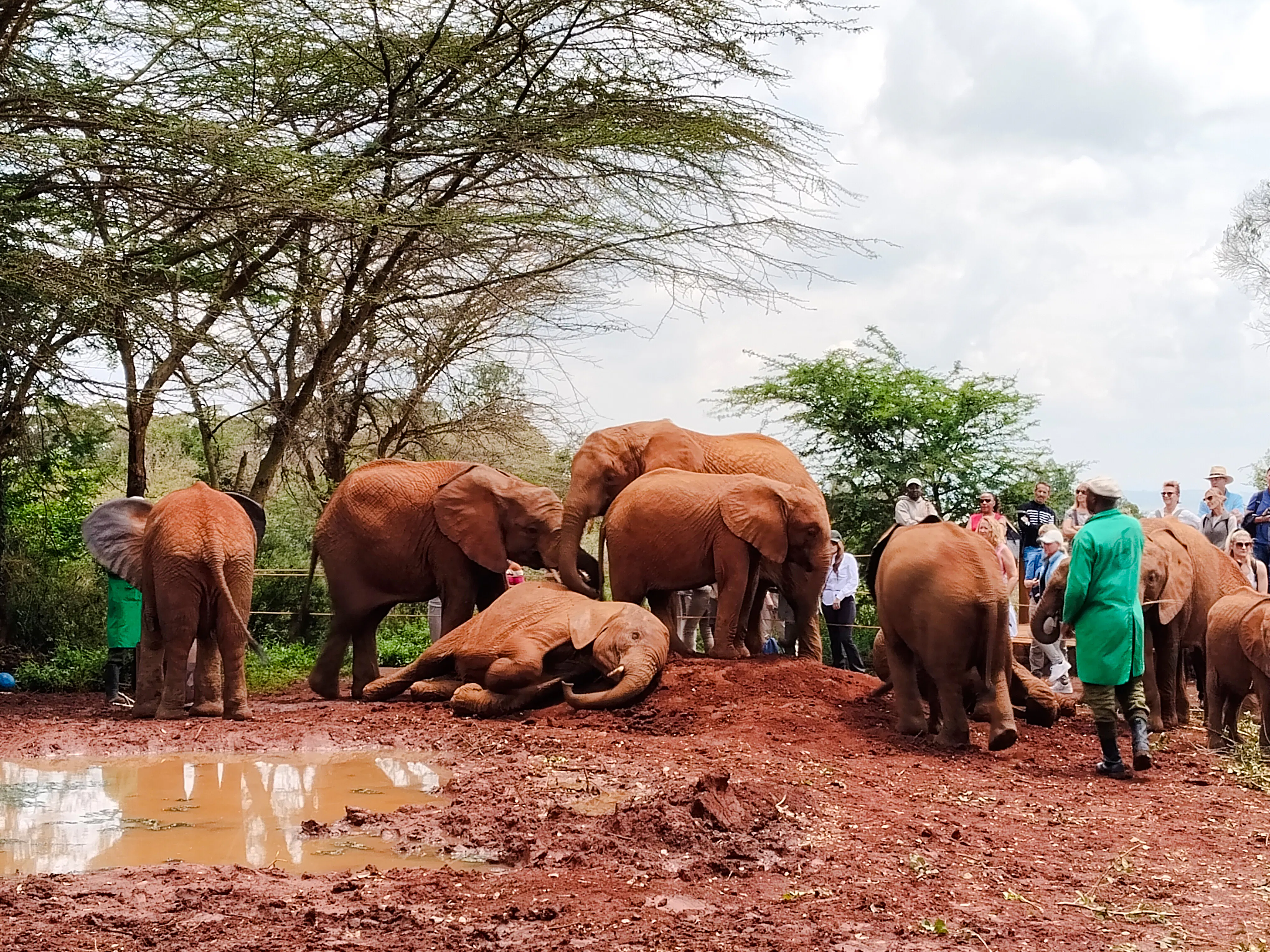 Elephants at Nairobi Elephant Orphanage with visitors observing.