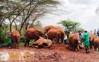 Elephants at Nairobi Elephant Orphanage with visitors observing.