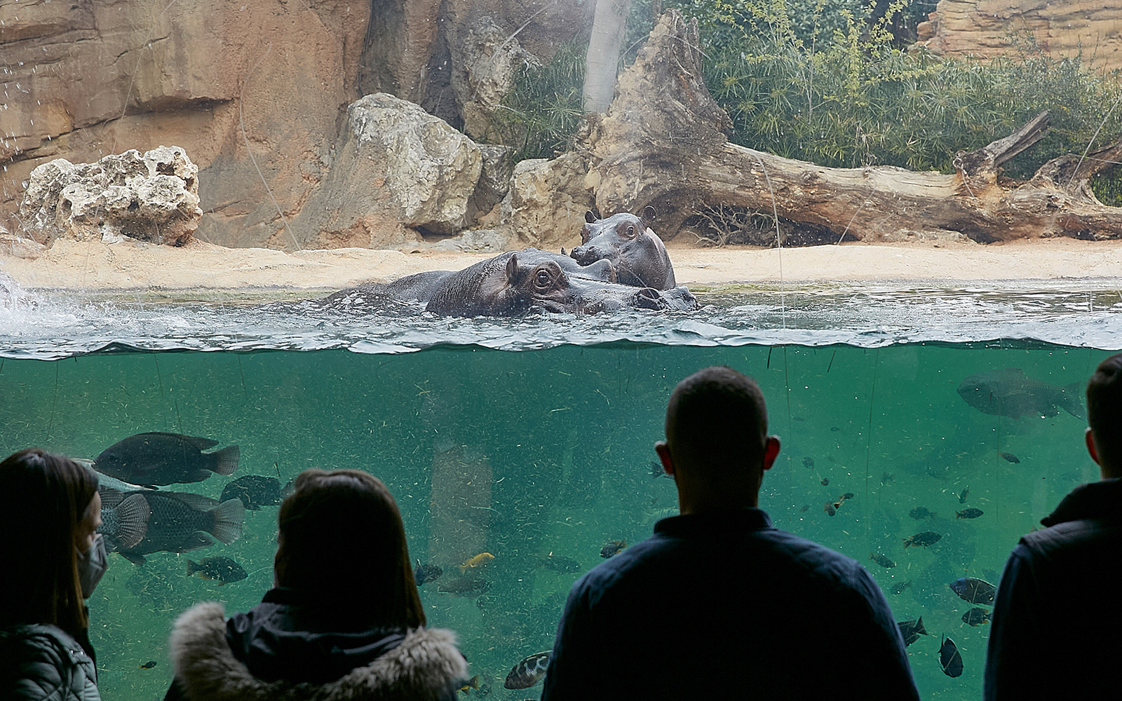 Visitors observing Pygmy Hippos in the Equatorial Forest at Bioparc Valencia.