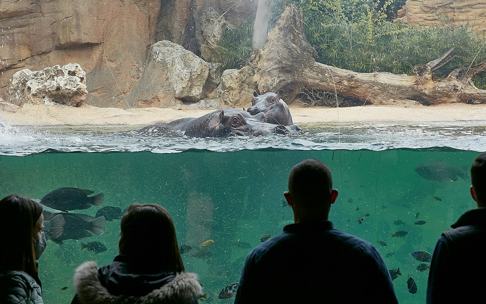 Visitors observing Pygmy Hippos in the Equatorial Forest at Bioparc Valencia.