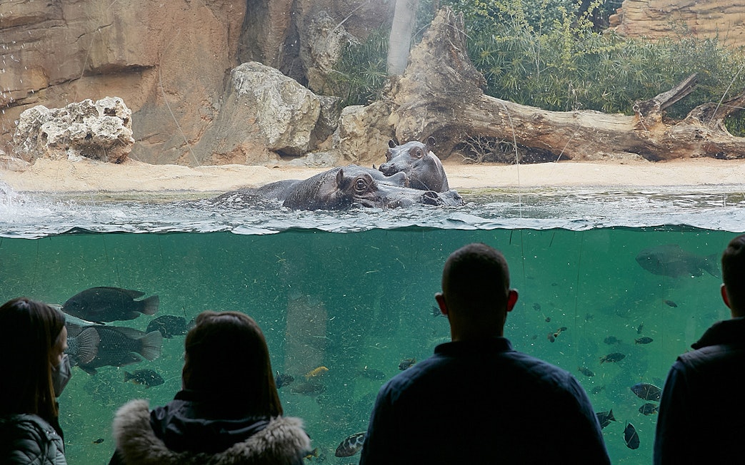 Visitors observing Pygmy Hippos in the Equatorial Forest at Bioparc Valencia.