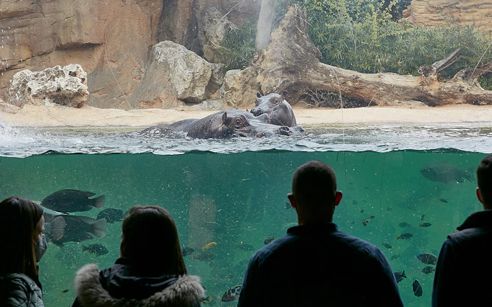 Visitors observing Pygmy Hippos in the Equatorial Forest at Bioparc Valencia.