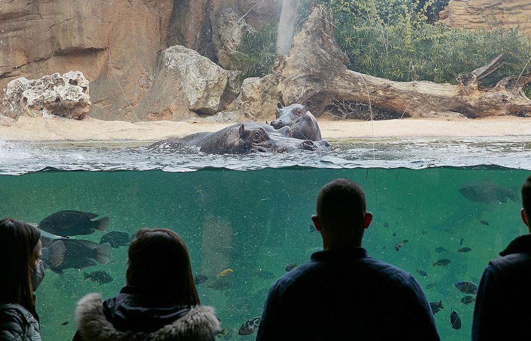 entradas bioparc valencia