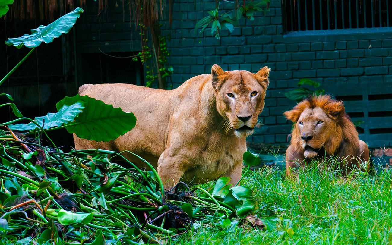 Lions resting in the grass at Zoo Negara, Malaysia.