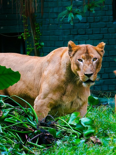 Lions resting in the grass at Zoo Negara, Malaysia.