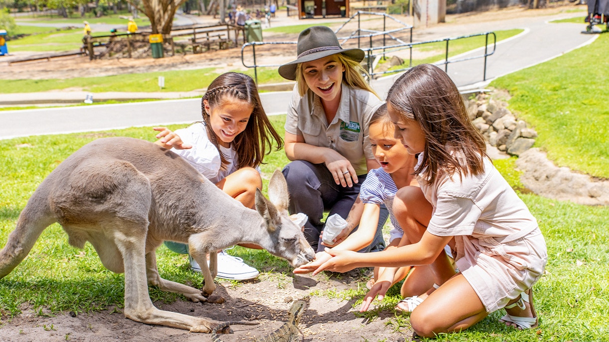 Three young girls joyfully feeding a kangaroo under the guidance of a wildlife educator at Currumbin Wildlife Sanctuary