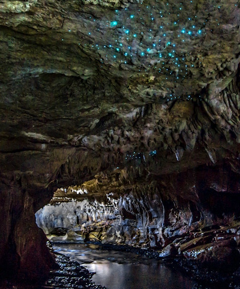 Glowworms illuminating the Waitomo Caves ceiling during a small group guided tour.