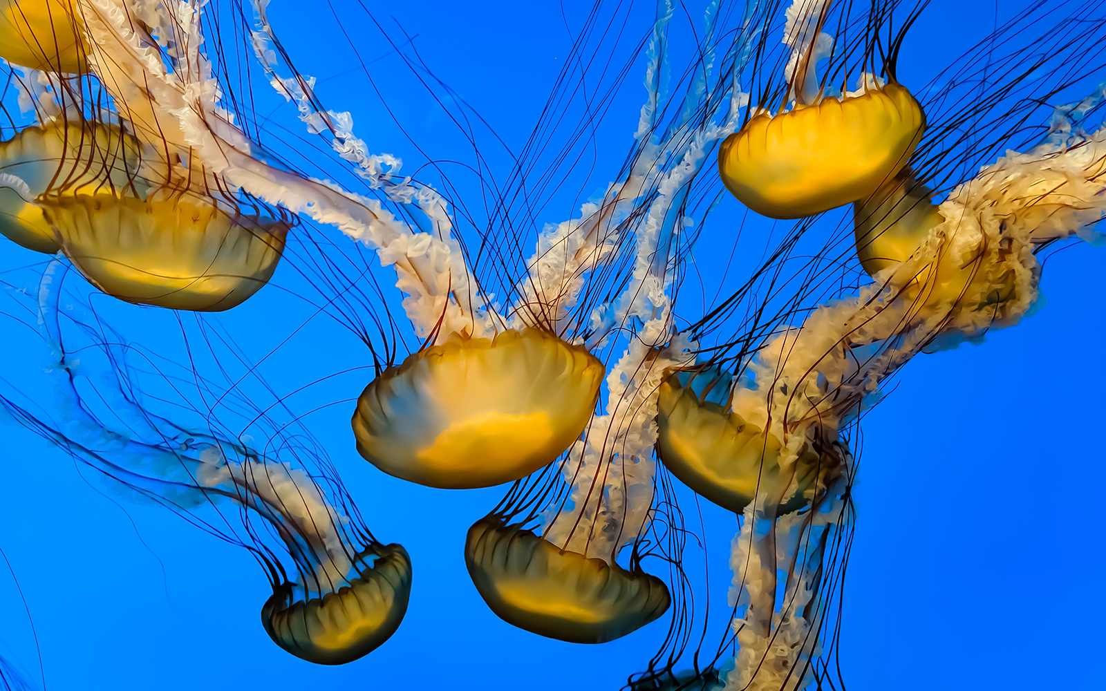Sea Nettle at an aquarium
