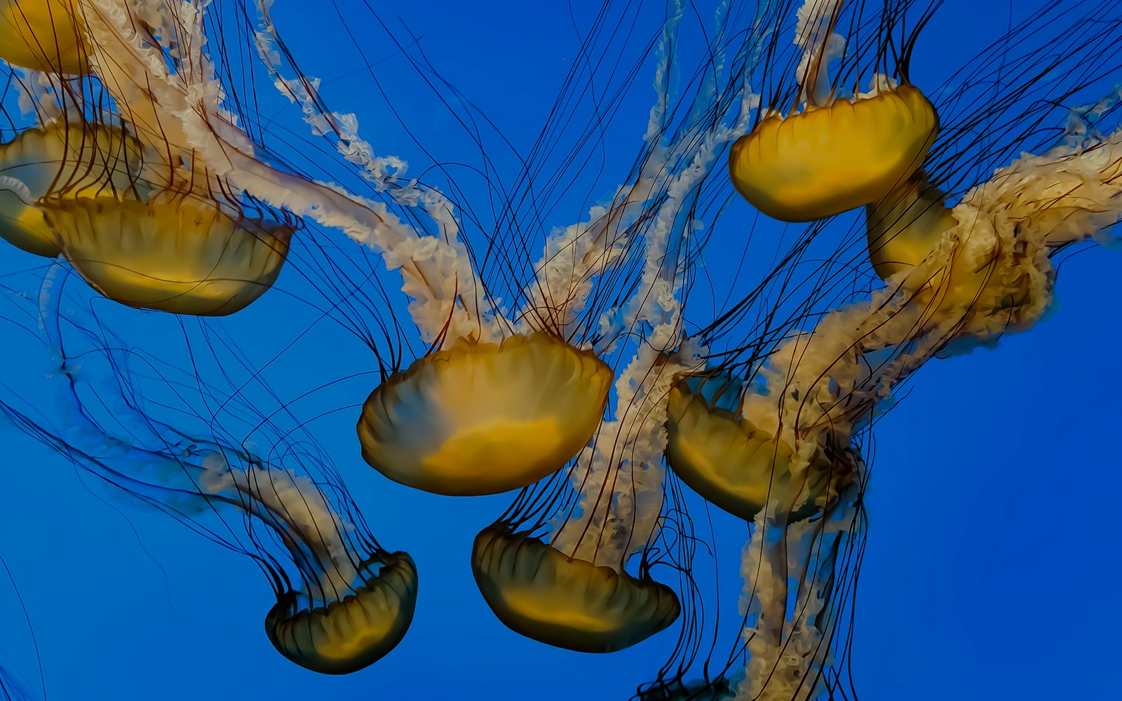 Sea Nettle at an aquarium