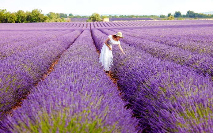 Woman picking lavender in a violet field, Provence.