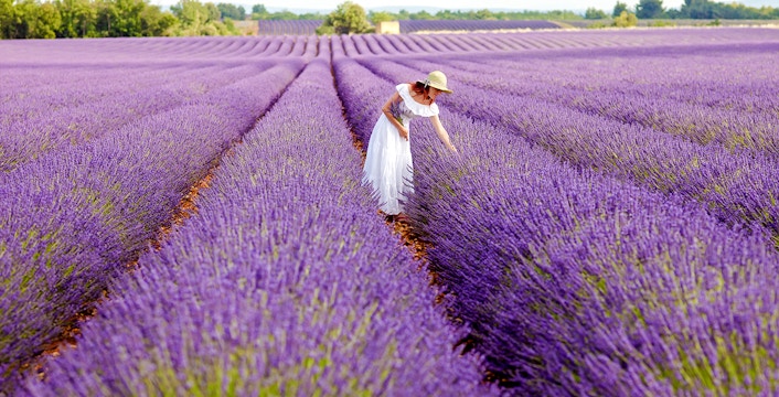 Woman picking lavender in a violet field, Provence.