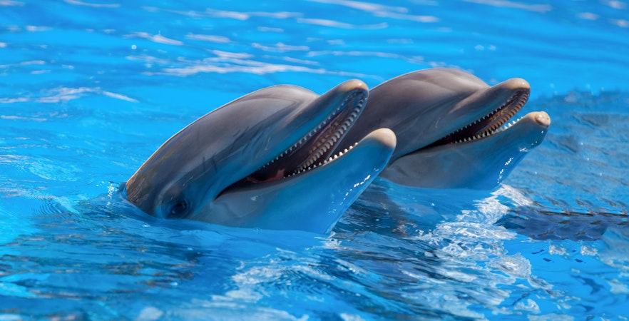 Port of Nagoya Public Aquarium Tickets