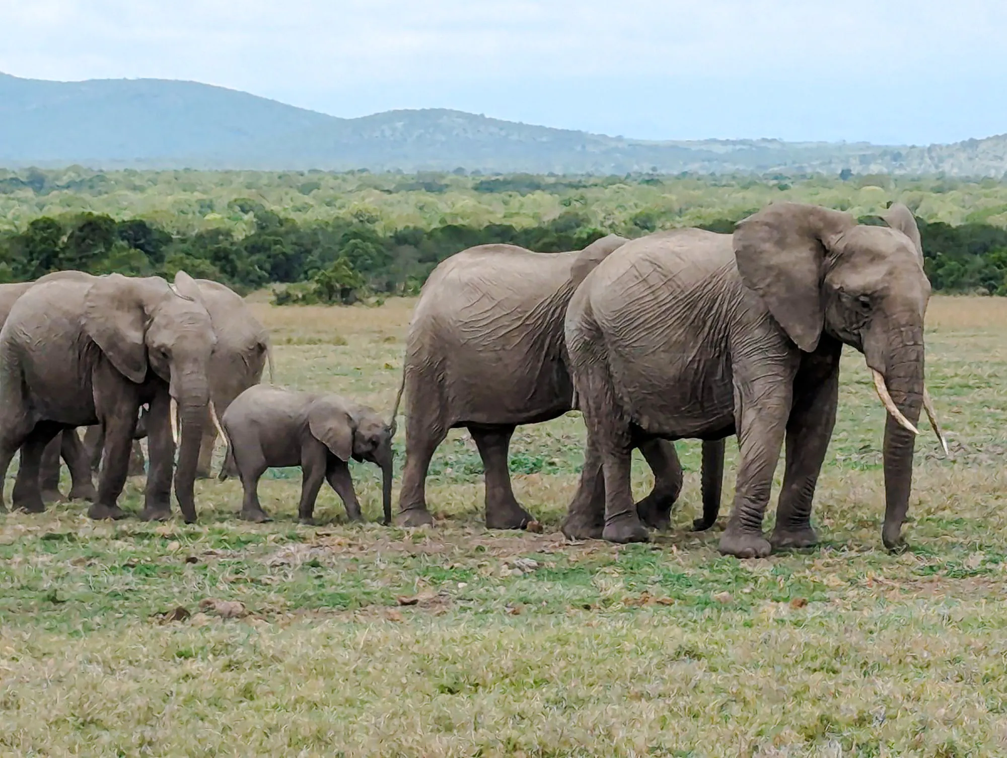 Elephants walking in Ol Pejeta Conservancy, Kenya, during a private day tour from Nairobi.