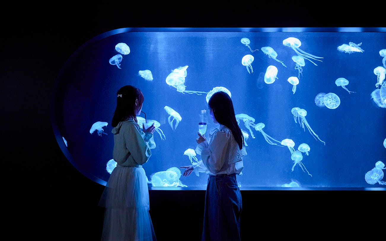 Tourists observing jellyfish at AOAO SAPPORO aquarium.