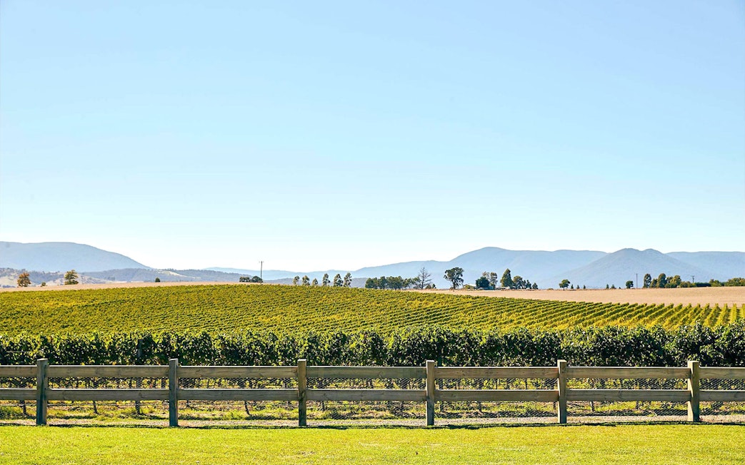 Yarra Valley vineyard with rows of grapevines and distant mountains.