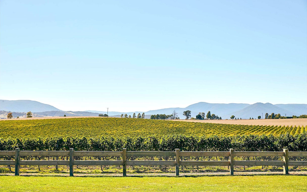 Yarra Valley vineyard with rows of grapevines and distant mountains.