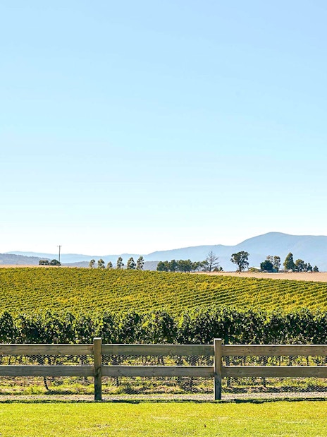 Yarra Valley vineyard with rows of grapevines and distant mountains.