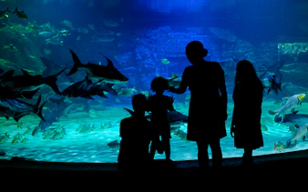Visitors observing large fish in an aquarium at Angkor Wildlife & Aquarium, Siem Reap.