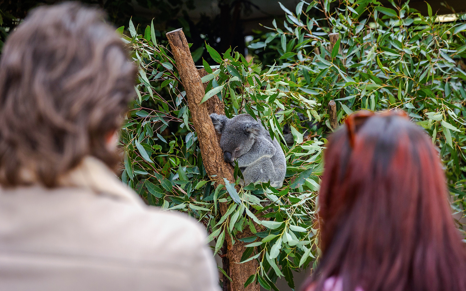 Tourists observing a koala at Lone Pine Koala Sanctuary.