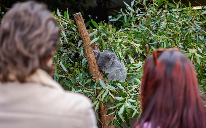 Tourists observing a koala at Lone Pine Koala Sanctuary.