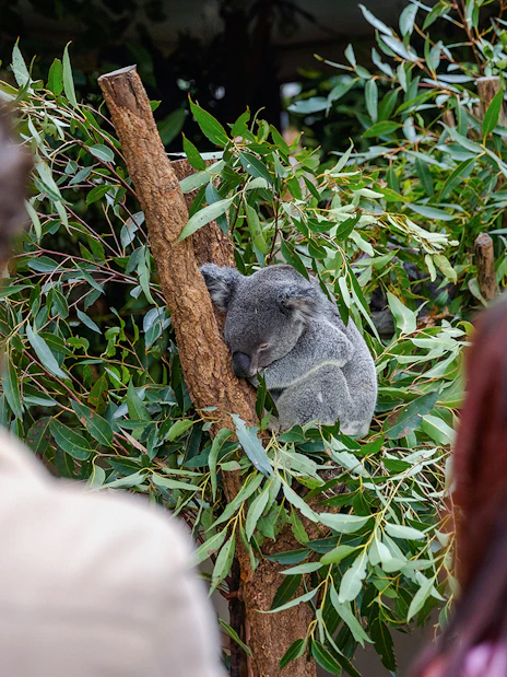 Book Lone Pine Koala Sanctuary Tickets 2026