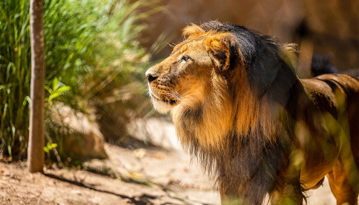 Oasis Wildlife Fuerteventura tickets