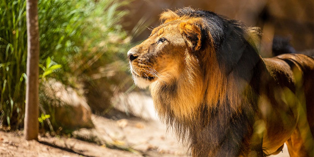 Adelaide Zoo Tickets