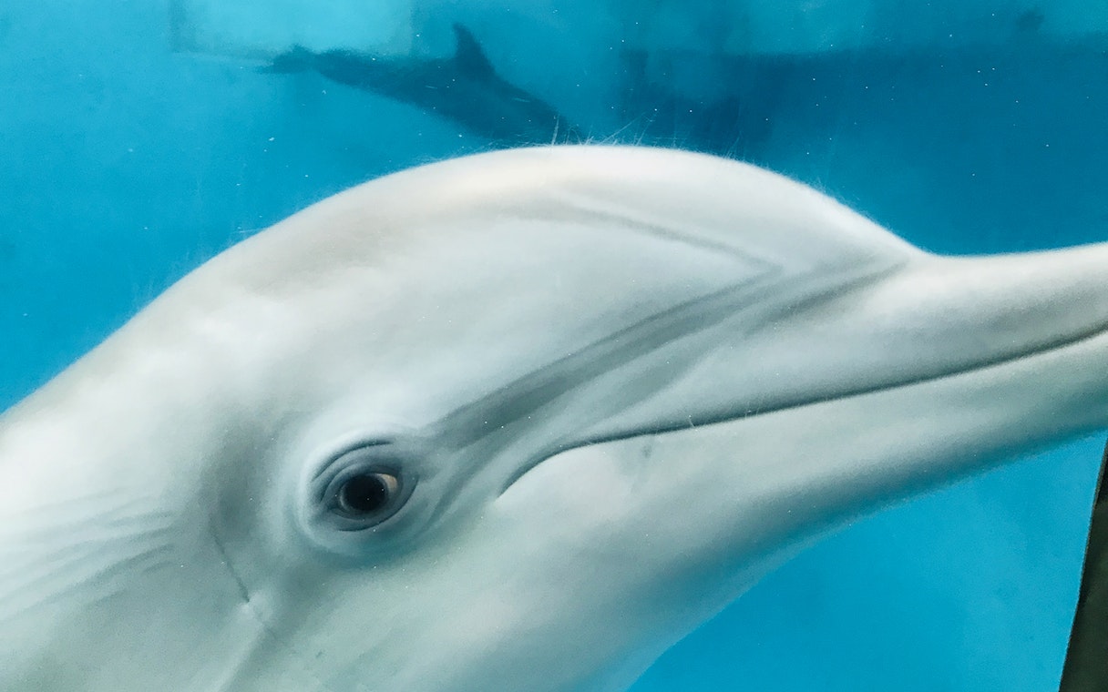 Dolphin swimming underwater during The Sea Screamer Boat Ride at Clearwater Beach.