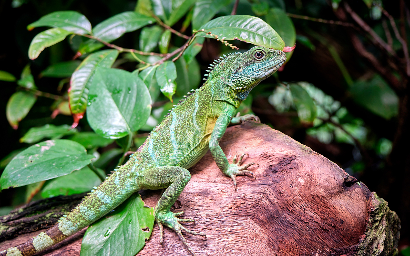 Lizard on a log in the Tropical Island zone at SEA LIFE Munich.