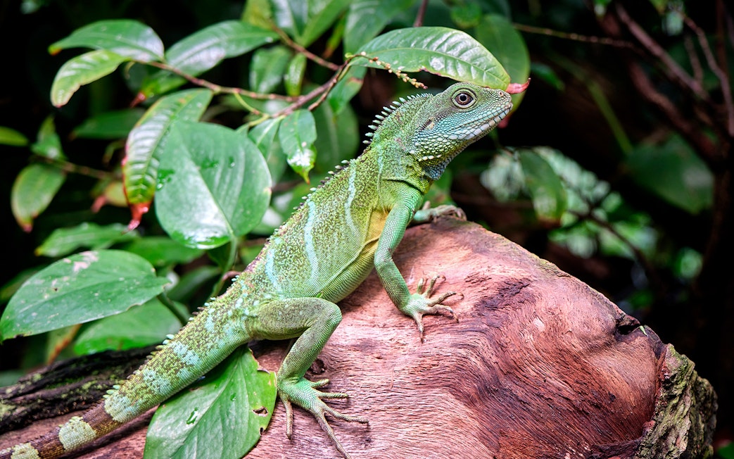 Lizard on a log in the Tropical Island zone at SEA LIFE Munich.