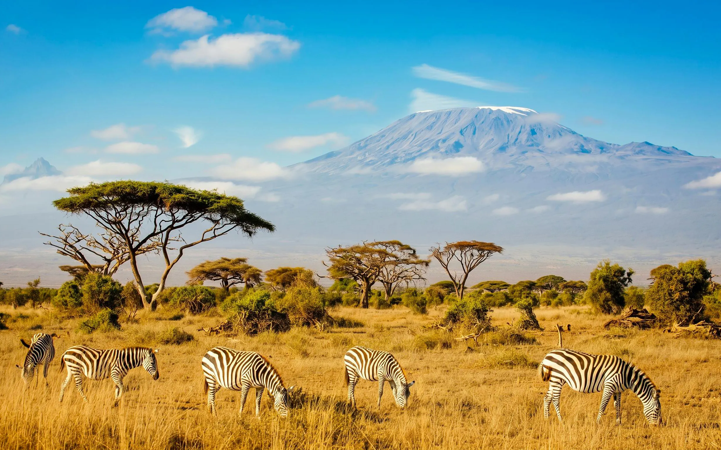Zebras grazing in Amboseli National Park with Mount Kilimanjaro in the background.