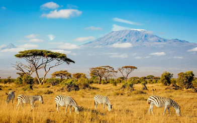 Zebras grazing in Amboseli National Park with Mount Kilimanjaro in the background.