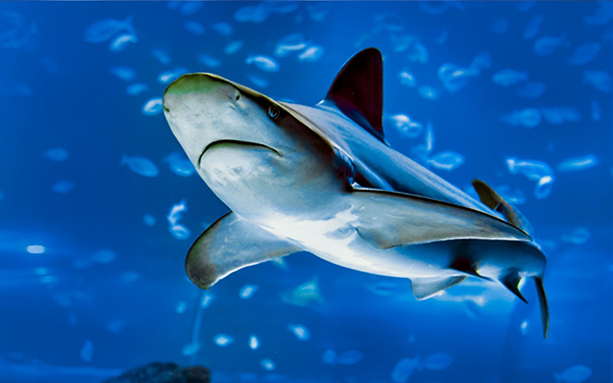 Shark swimming in Atlantis Aquarium fish tank.