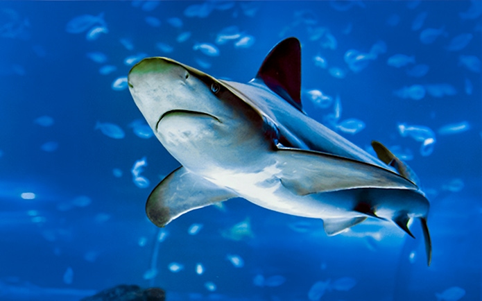 Shark swimming in Atlantis Aquarium fish tank.
