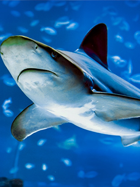 Shark swimming in Atlantis Aquarium fish tank.