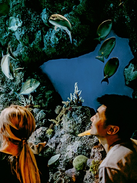 Guest at Cairns Aquarium looking at a Stingray