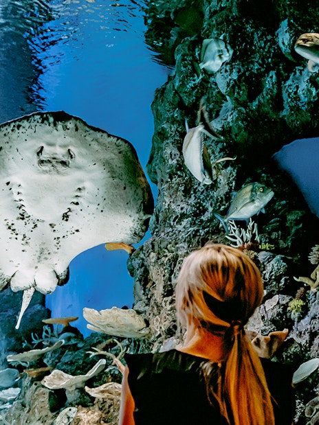 Guest at Cairns Aquarium looking at a Stingray