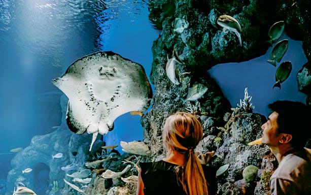 Guest at Cairns Aquarium looking at a Stingray