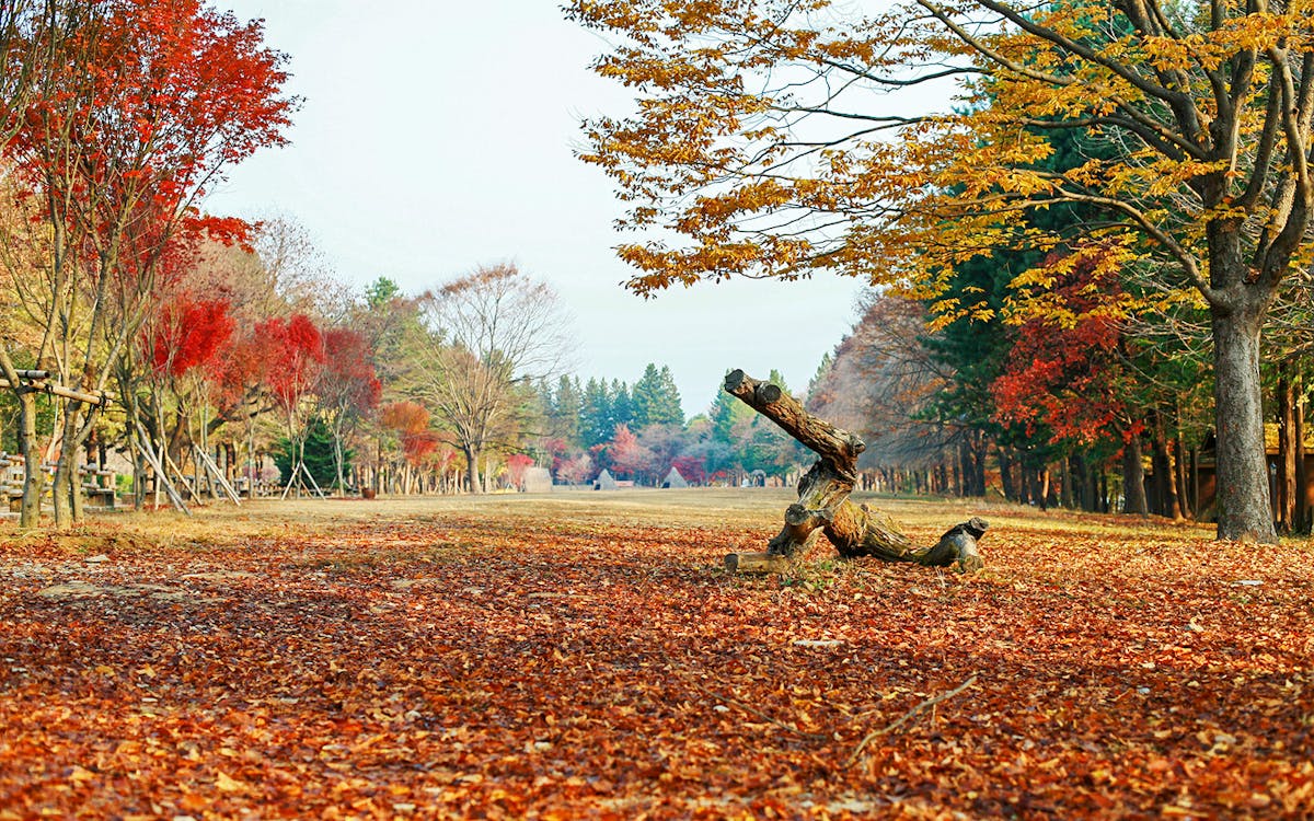 full-day guided tour of nami island and mount seorak with transfers-4 full-day guided tour of nami island and mount seorak with transfers-4