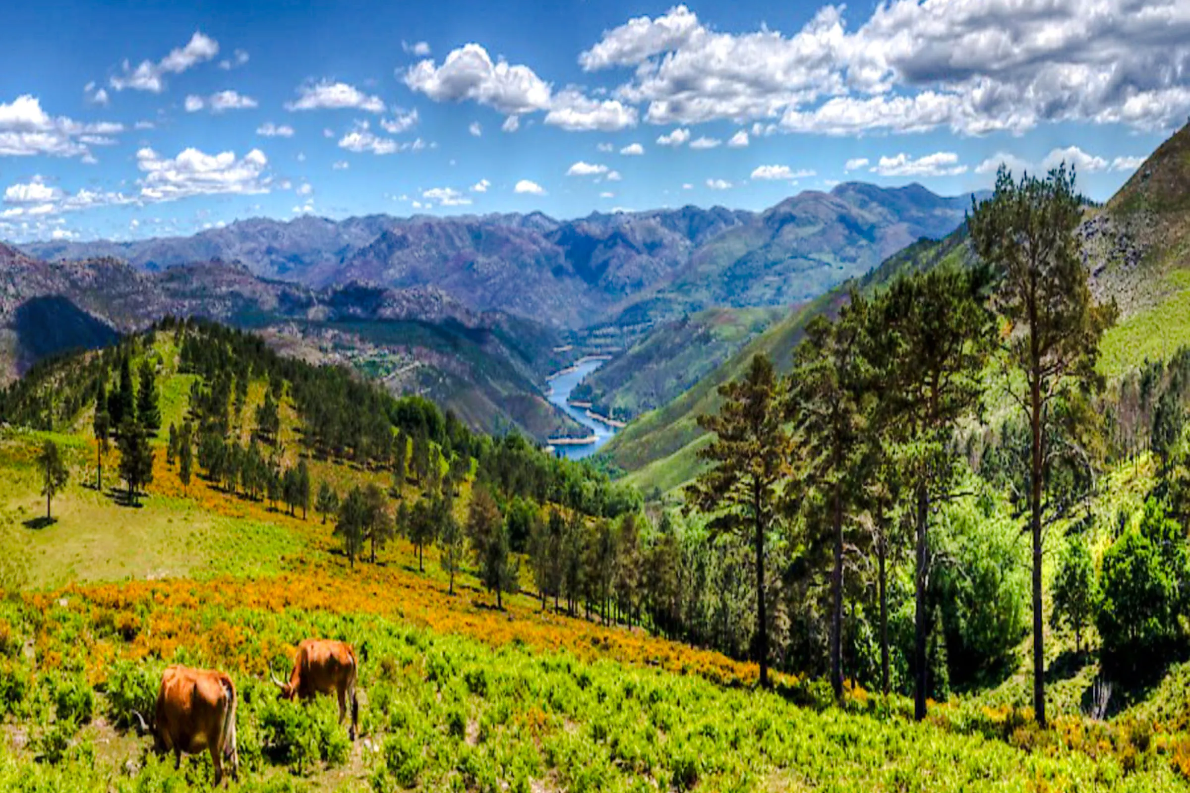 Peneda-Geres National Park landscape with grazing cows and distant river view, Porto.