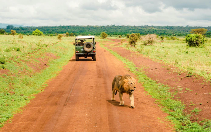 Lion walking on a dirt road near a vintage jeep at Nairobi National Park, Kenya.