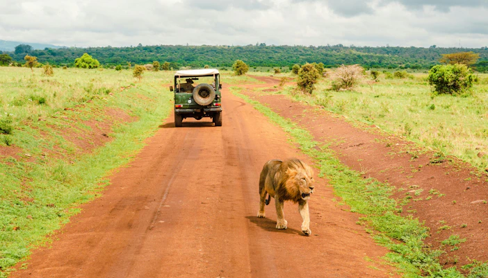 Lion walking on a dirt road near a vintage jeep at Nairobi National Park, Kenya.