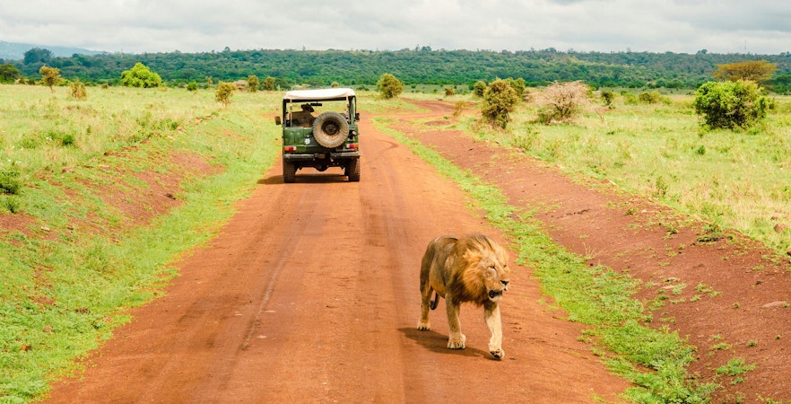 Lion walking on a dirt road near a vintage jeep at Nairobi National Park, Kenya.