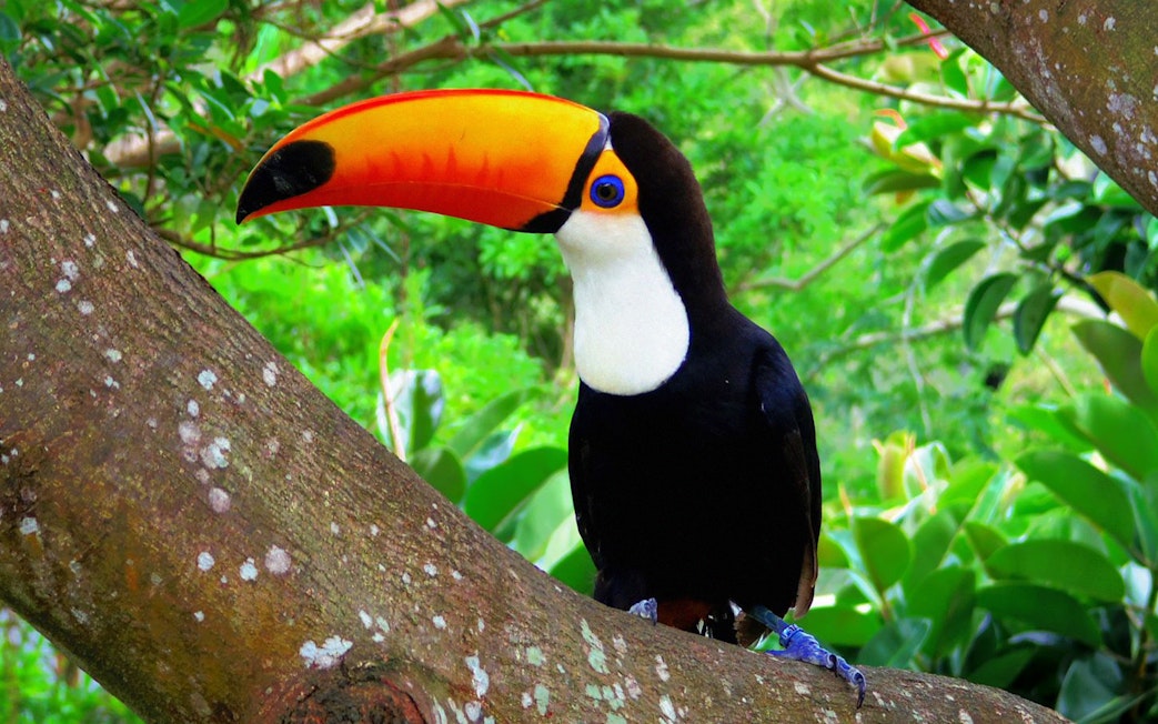 Toucan perched on a tree branch at Okinawa Neo Park.
