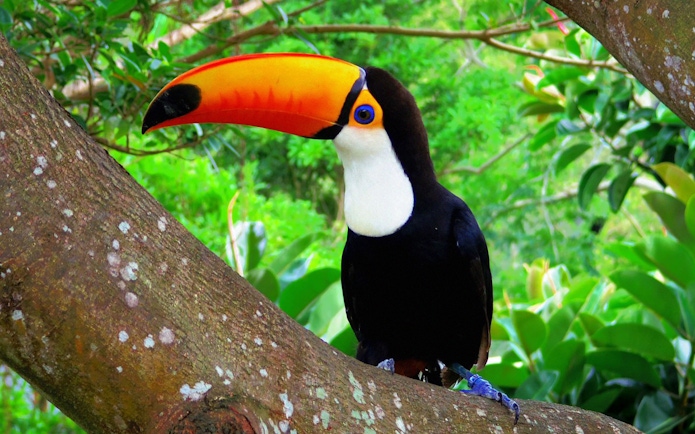 Toucan perched on a tree branch at Okinawa Neo Park.