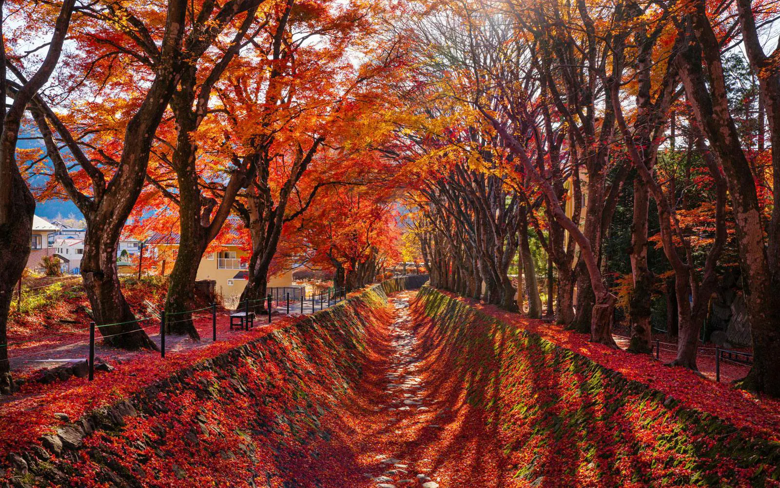 Autumn leaves on maple trees at Momiji Kairo Festival, Kawaguchiko Lake, Japan.