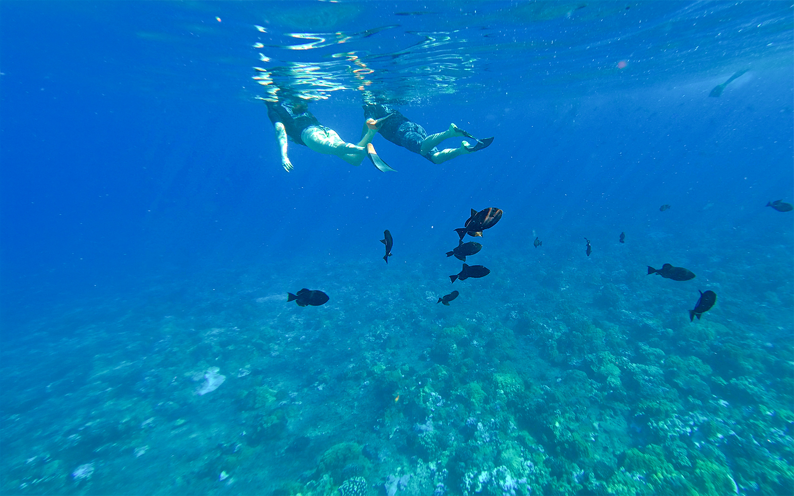 Snorkelers observing fish at Molokini & Turtle Arches, Maui, Hawaii.