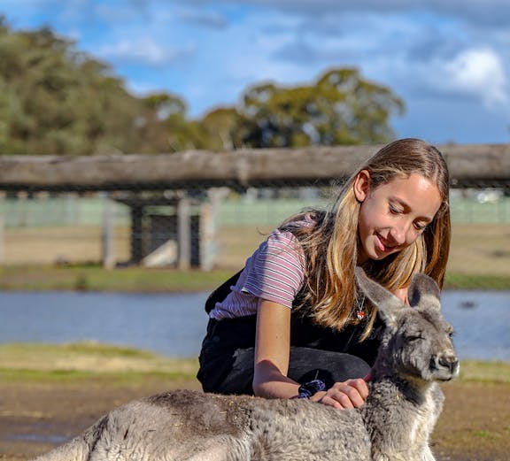 Girl petting a kangaroo at a wildlife park in Sydney during school holiday special.